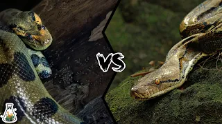 GREEN ANACONDA VS RETICULATED PYTHON - Who is the king of the snakes?