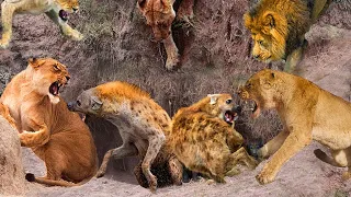 Amazing,Angry Lion Kills 10 Hyenas When It Attacks Cubs - Lion Vs Hyena