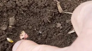 Вращивание нута. No-till 13.04.2019. Внесение грунтового гербецида