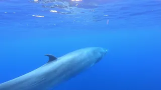 Lovely Fin Whale in Madeira Island