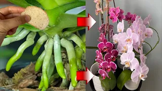 Do this urgently in autumn!!The weakest orchid that has never bloomed will bloom