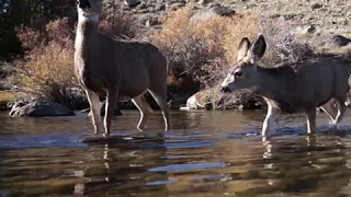 WORLD RECORD DEER MIGRATION VISUALIZED IN 3D FOR THE FIRST TIME