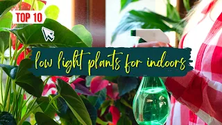 10 Best low light indoor plants || Low Light Plants for Windowless Rooms