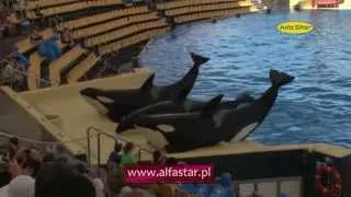 Orki w Loro Parque, Teneryfa