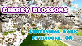 Cherry Blossoms, Centennial Park, Etobicoke, ON.