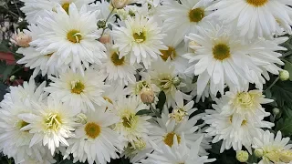 Cómo cuidar Crisantemos / Chrysanthemum