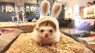 Visit the Hedgehog Cafe🦔 고슴도치 카페 방문 Ezheminutka