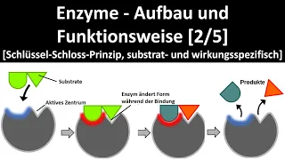 Enzyme - Aufbau und Wirkungsweise [Schlüssel-Schloss-Prinzip; Substrat- u. Wirkungsspezifität] [2/5]