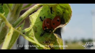 Тля, муравьи и Божья коровка.