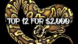 Top 12 Ball Pythons for $2,000