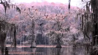 Paddlefish Return to Caddo Lake