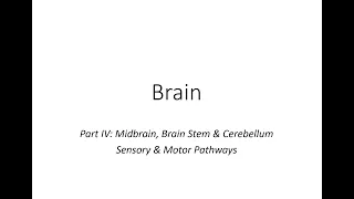 Brain part three & Sensory/Motor pathways