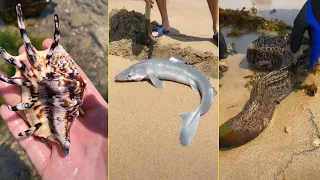 Catching Seafood 🦑🦀 Deep Sea Octopus (Catch Crab, Catch Fish,Catch Shark) - Tik Tok #7