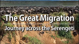 The Great Migration - Journey across the Serengeti