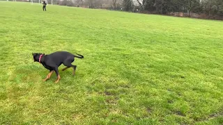 Doberman is training recall command in the park 🐶