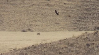 Golden Eagle vs Coyote