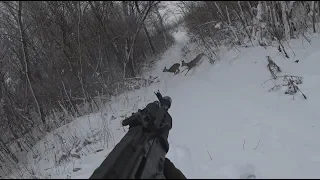 Охота на косулю / загонная и трудовая / закрытие сезона / Hunting