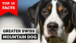 Greater Swiss Mountain Dog - Top 10 Facts