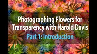 Photographing Flowers for Transparency | Part 1: Introduction | Harold Davis | January 23, 2021