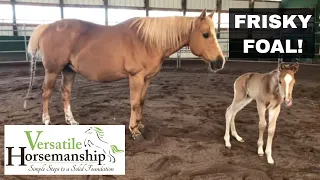 Frisky Foals First Adventure // Versatile Horsemanship