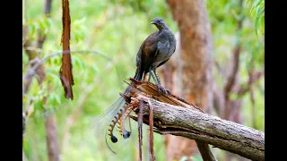 Lyrebird, superb lyrebird, mimicry bird: The Best Song bird, call other lyrebirds