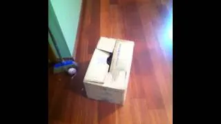 Simba the box assassin.