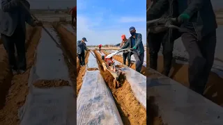 Potato Farming A Traditional Way #satisfying #shortsvideo