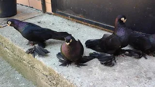 Коллекция - короткоклювых Армавирских голубей !!!