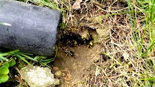 Massive UNDERGROUND Yellow Jacket Nest Swarmed and Attacked Dog and Owner! Wasp Nest Removal!