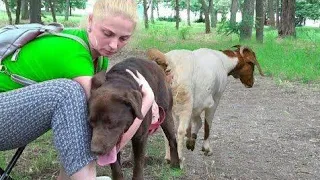 Dog And goat meeting