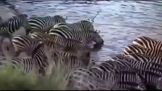 Top 10 Animal    BEST CROCODILE Attacks Zebra in South Africa Animals Attack Danger Animals