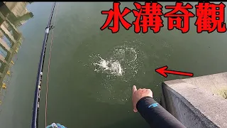 太瘋狂！在水溝釣魚難得看到這種場景，嚇死我了！！