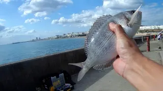 Late July Fishing - Brighton Marina