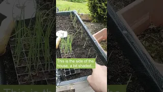 Planting on my Welsh onions