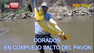 DORADOS EN COMPLEJO SALTO DEL PAVON - FIGHIERA - SANTA FE