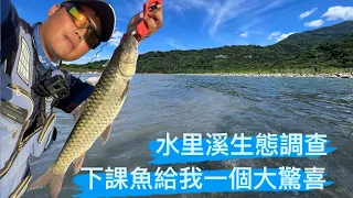 走啊釣魚-水里溪生態調查！捲仔回來～#fishing #何氏棘魞 #捲仔 #濁水溪 #路亞 #清水溪 #水里溪