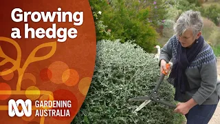 How to plan, grow and maintain a hedge | Garden Design and Inspiration | Gardening Australia