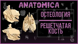 Решетчатая кость - анатомия / Мозговой череп / Остеология