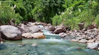 Relaxing Birds Chirping, Peaceful Stream Flowing in the Andes Mountain Range