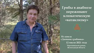 Грибы в анабиозе переживают климатическую "катаклизму". Дневник грибника. 12 июля 2021 года.