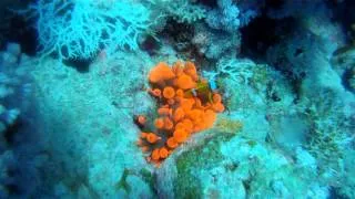 Mar Rojo 2013 GOPRO BUCEO