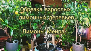 Лимоны Мейра в Оренбургской области. Обрезка взрослого лимонного дерева.