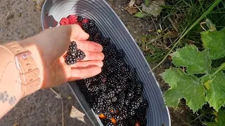 Blackberry Picking Summer 2023