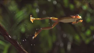 The Art of Frog Jumping...in Slow-Motion