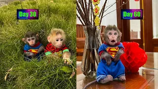 Adorable moments of baby monkey Nana 60 days after being adopted