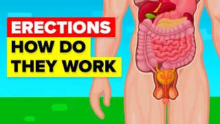 How An Erection Works