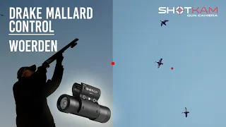 Drake mallard control | Woerden op #ShotKam Gen 4