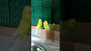 budgie mom feeding baby budgies | mother parrot feeding babies #shorts