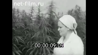 Коноплеводство СССР. Документальный фильм