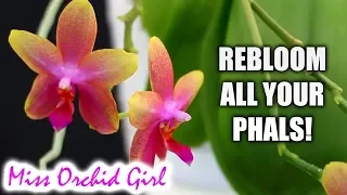 How to get all your Phalaenopsis Orchids to rebloom - Troubleshooting non bloomers